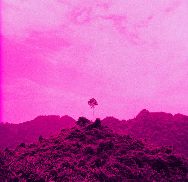 Peak Tree Xpro v4 1600.jpg